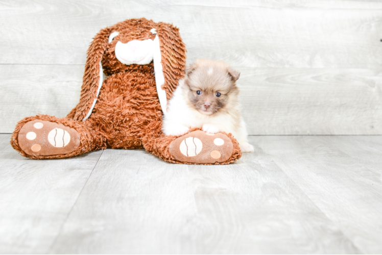 Happy Pomeranian Purebred Puppy