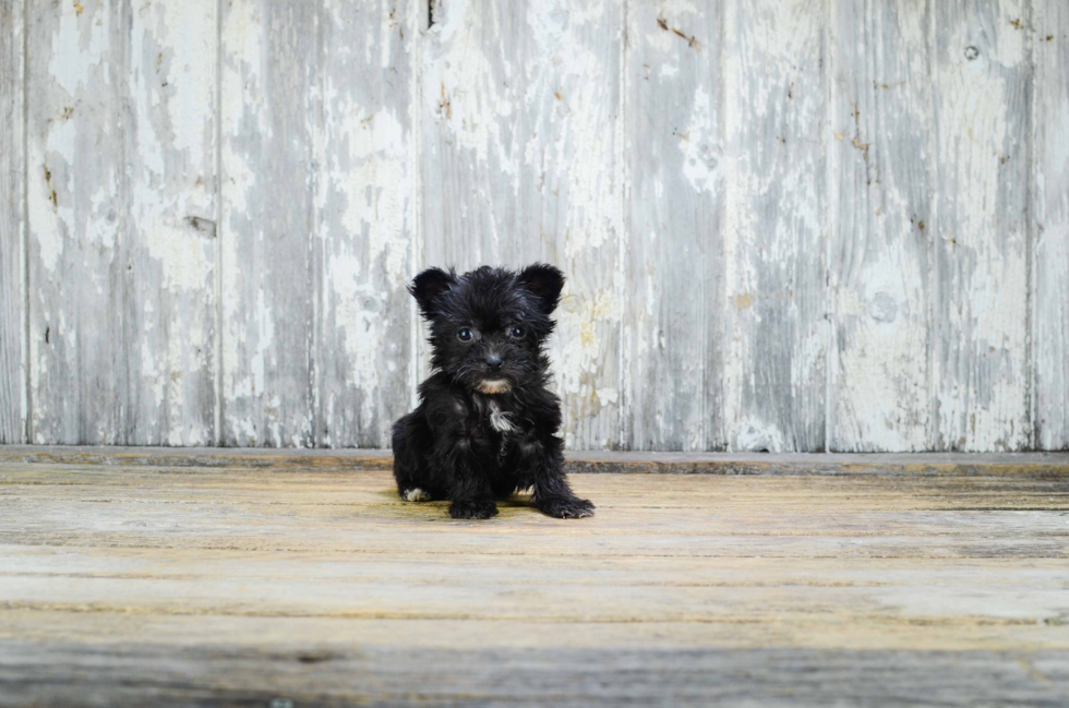 Playful Yorkie Designer Puppy