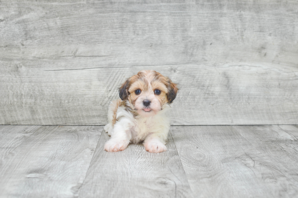 Sweet Havanese Purebred Puppy