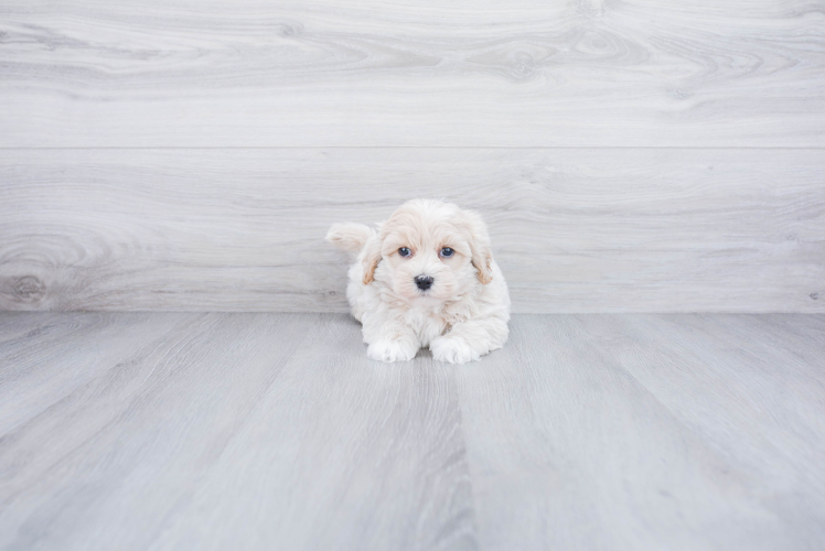 Funny Maltipoo Poodle Mix Pup