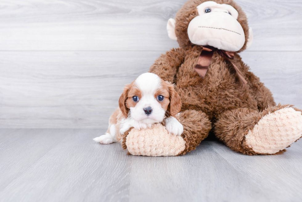 Best Cavalier King Charles Spaniel Baby