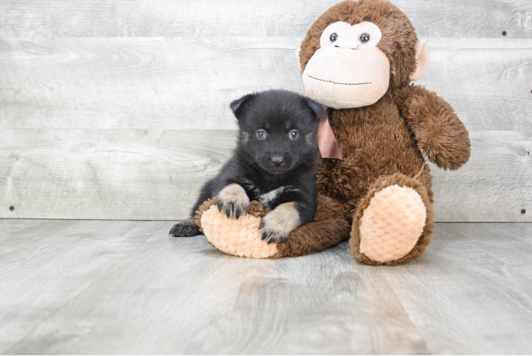 Pomsky Puppy for Adoption