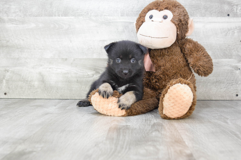 Pomsky Puppy for Adoption