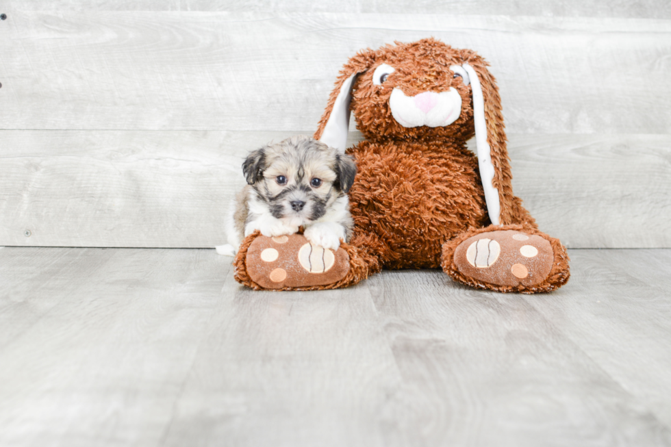 Small Havanese Purebred Pup