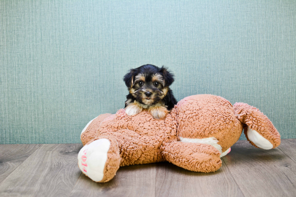 Fluffy Morkie Designer Pup