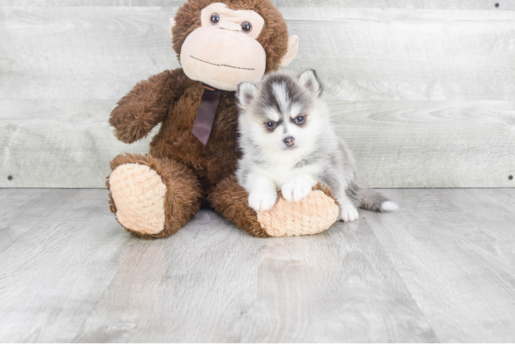 Pomsky Pup Being Cute