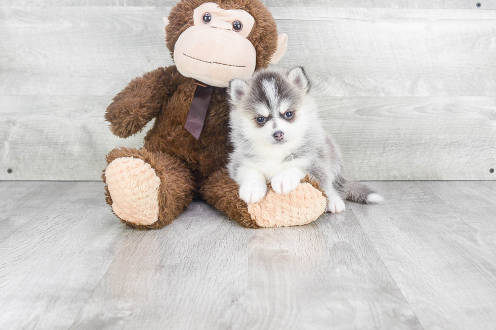 Pomsky Pup Being Cute