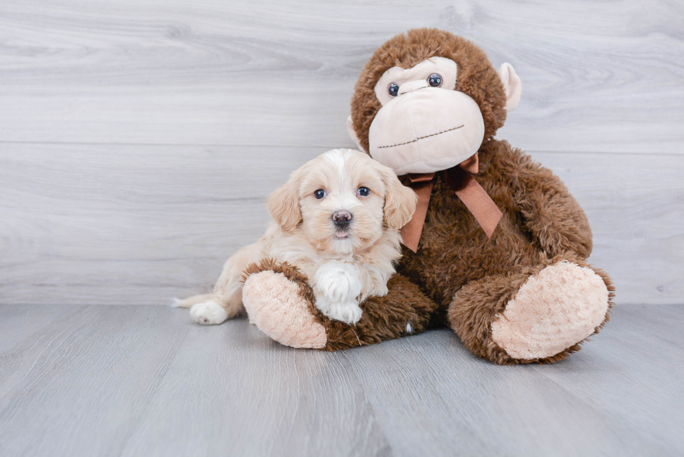 Small Havanese Baby