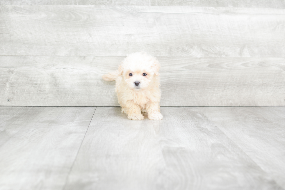 Maltipoo Pup Being Cute