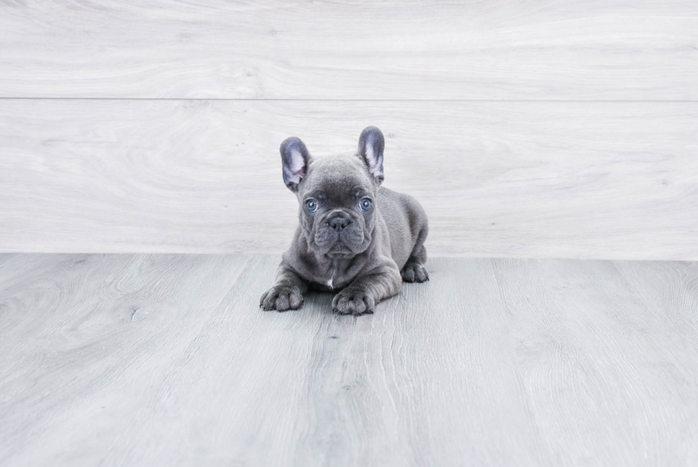 French Bulldog Pup Being Cute