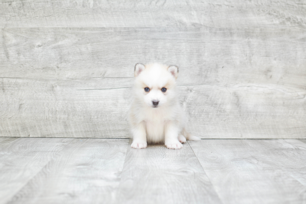 Cute Pomsky Baby