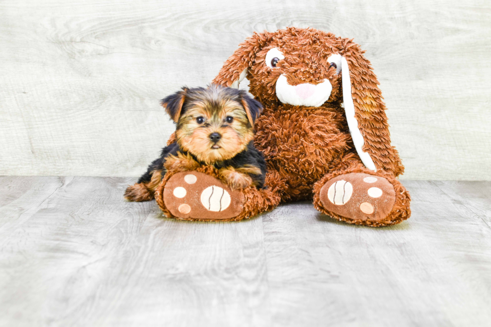 Meet Jeremy - our Yorkshire Terrier Puppy Photo 