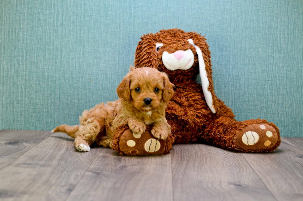 Best Cavapoo Baby