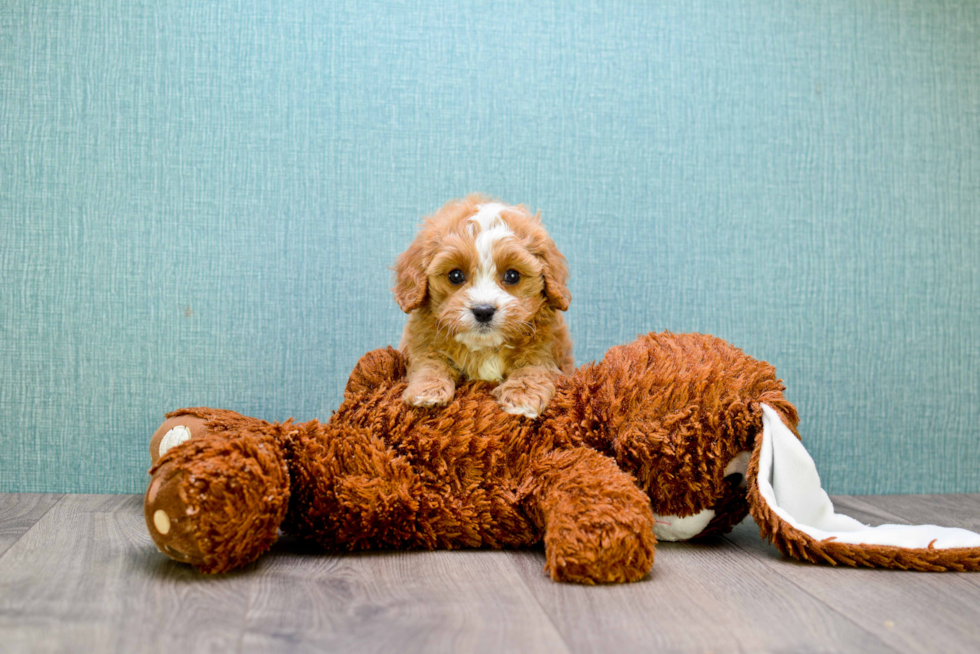 Popular Cavapoo Poodle Mix Pup