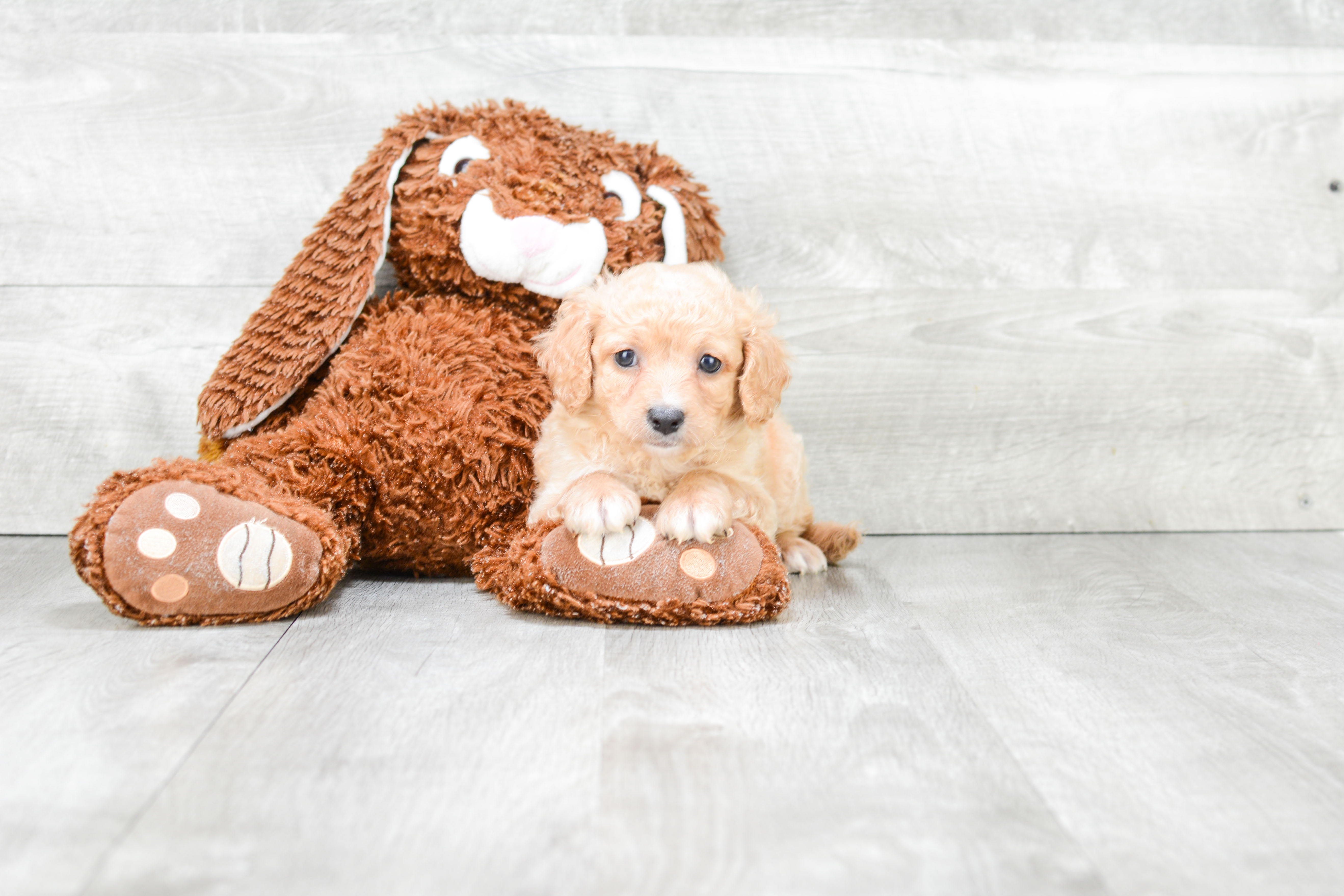 Little Cavoodle Poodle Mix Puppy