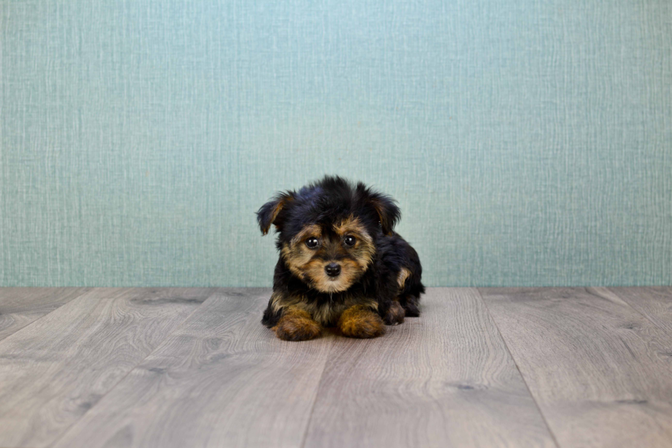 Little Yorkie Doodle Poodle Mix Puppy