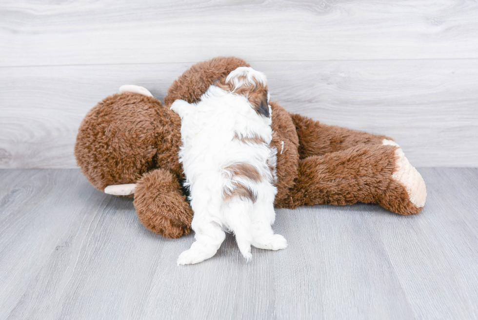 Best Teddy Bear Baby