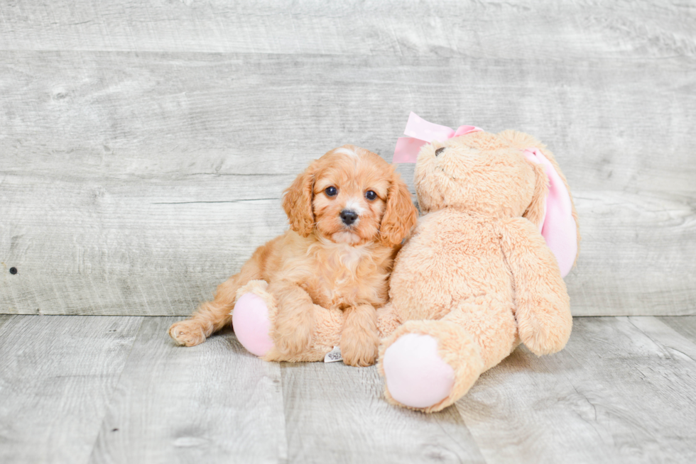 Best Cavapoo Baby