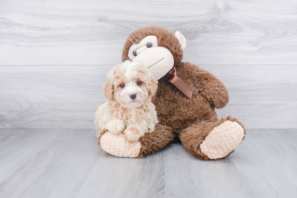 Mini Goldendoodle Pup Being Cute