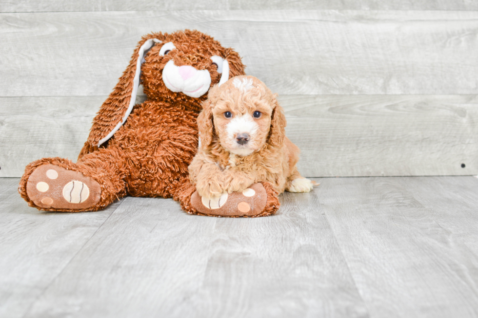 Energetic Cavoodle Poodle Mix Puppy