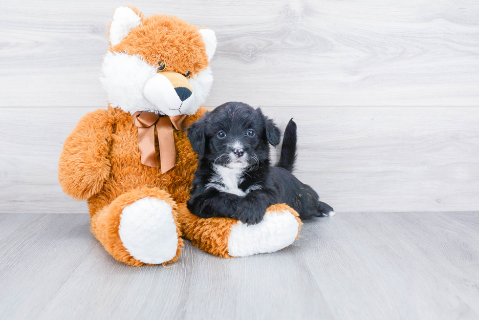 Mini Aussiedoodle Pup Being Cute