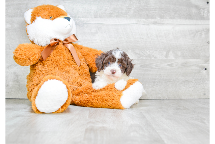 Playful Poodle Purebred Pup