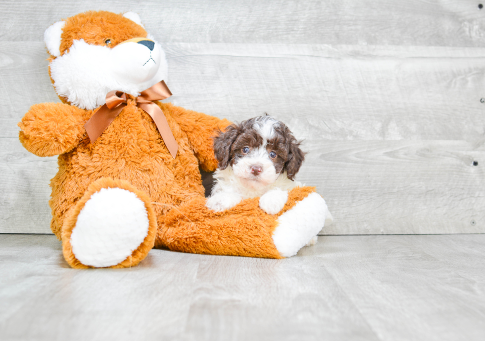 Playful Poodle Purebred Pup