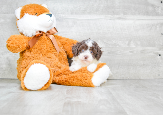 Playful Poodle Purebred Pup