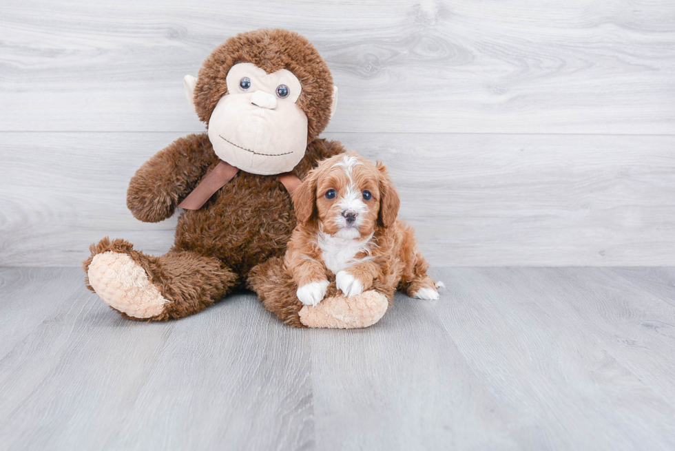 Best Cavapoo Baby