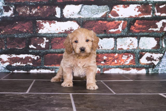 Popular Mini Goldendoodle Poodle Mix Pup