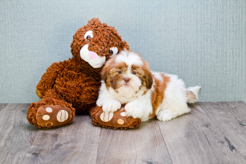 Funny Teddy Bear Designer Pup