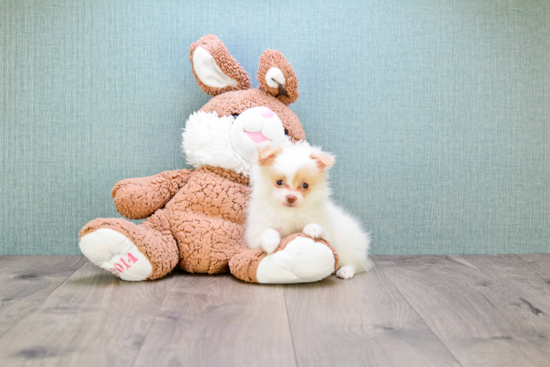 Hypoallergenic Maltipom Designer Puppy