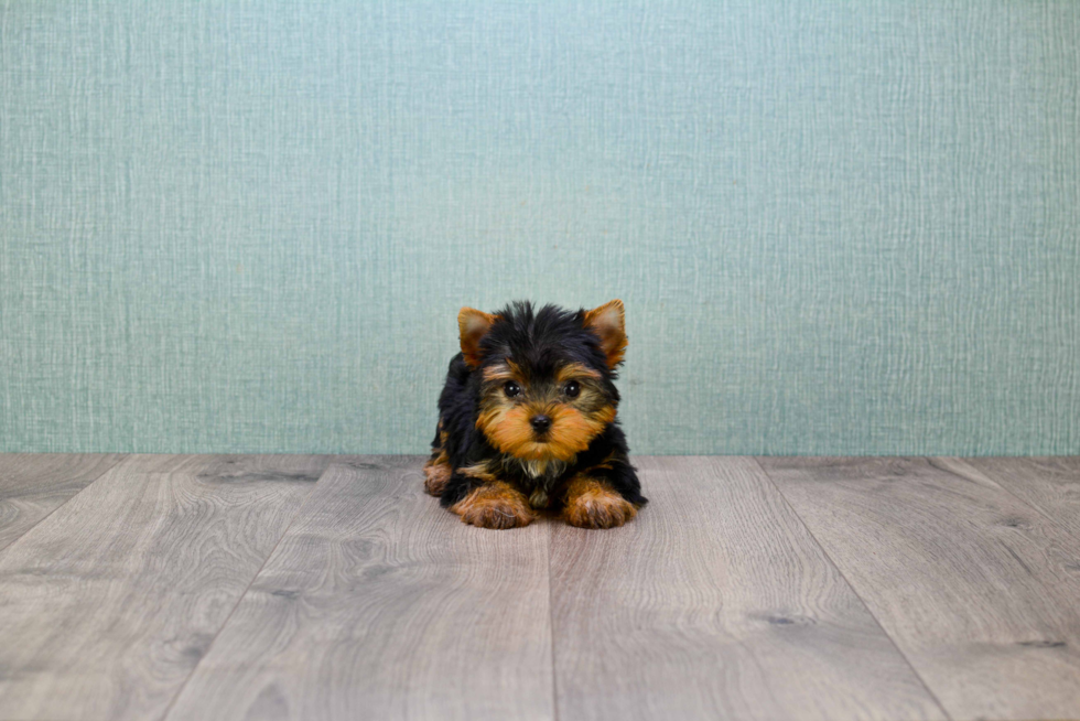 Meet Giselle - our Yorkshire Terrier Puppy Photo 