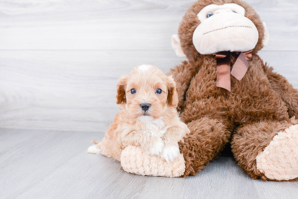 Cavapoo Puppy for Adoption