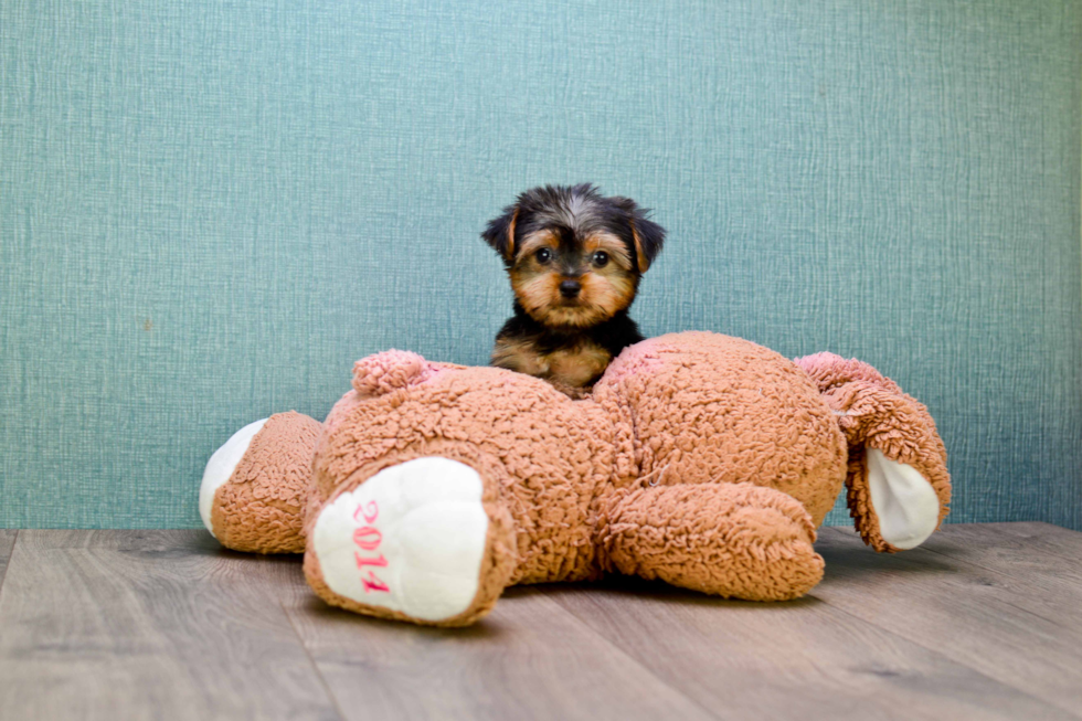 Meet Victoria - our Yorkshire Terrier Puppy Photo 