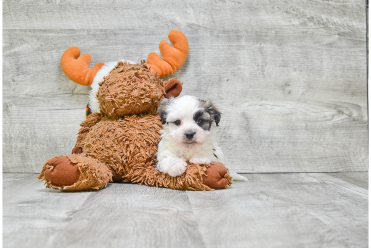 Small Havanese Purebred Pup