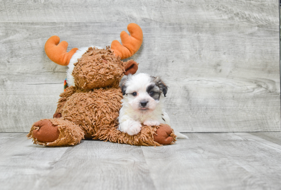 Small Havanese Purebred Pup