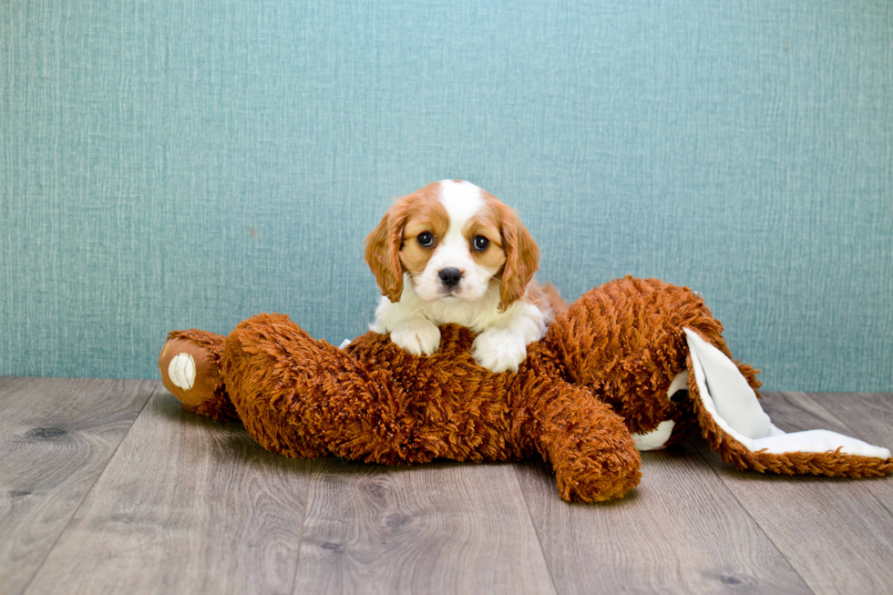 Small Cavalier King Charles Spaniel Purebred Pup