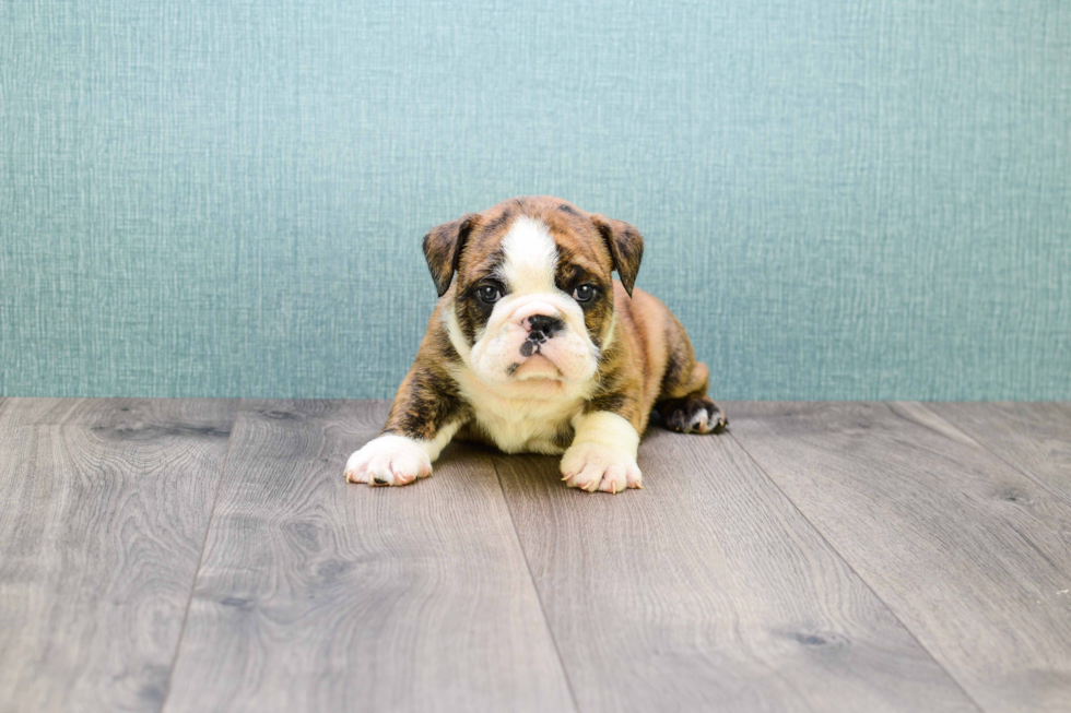 Cute English Bulldog Mix Puppy