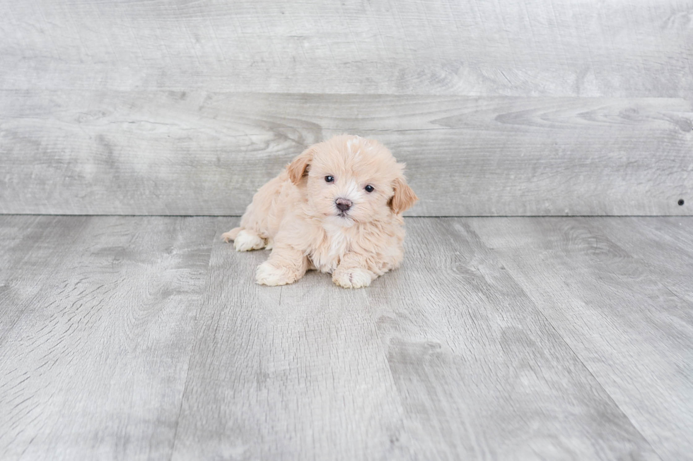 Fluffy Maltipoo Poodle Mix Pup