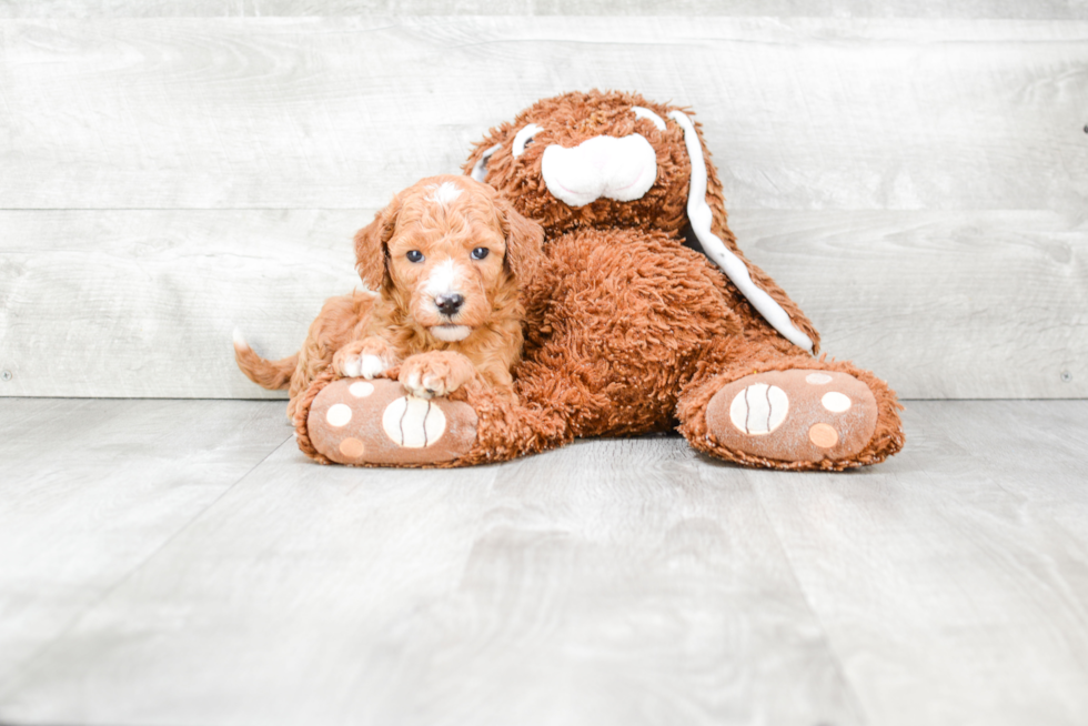 Best Mini Goldendoodle Baby