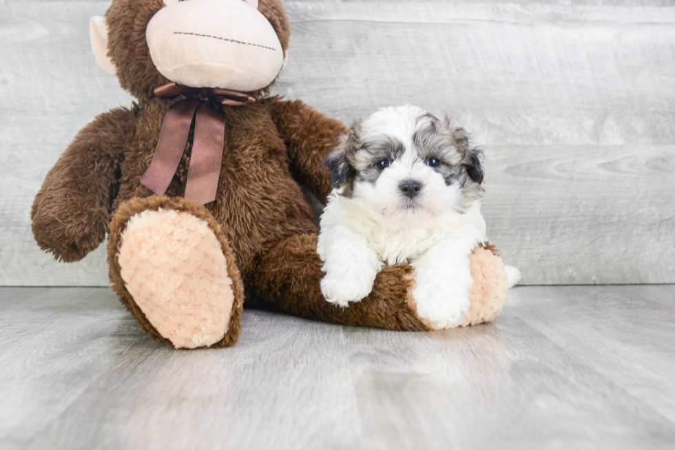 Teddy Bear Puppy for Adoption