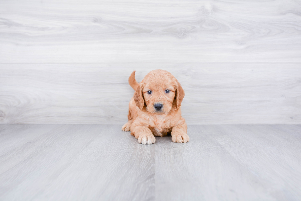 Mini Goldendoodle Pup Being Cute