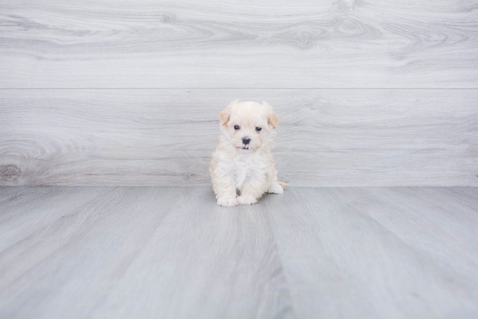 Maltipoo Puppy for Adoption