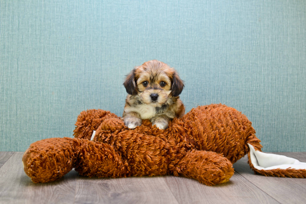 Energetic Yorkie Doodle Poodle Mix Puppy