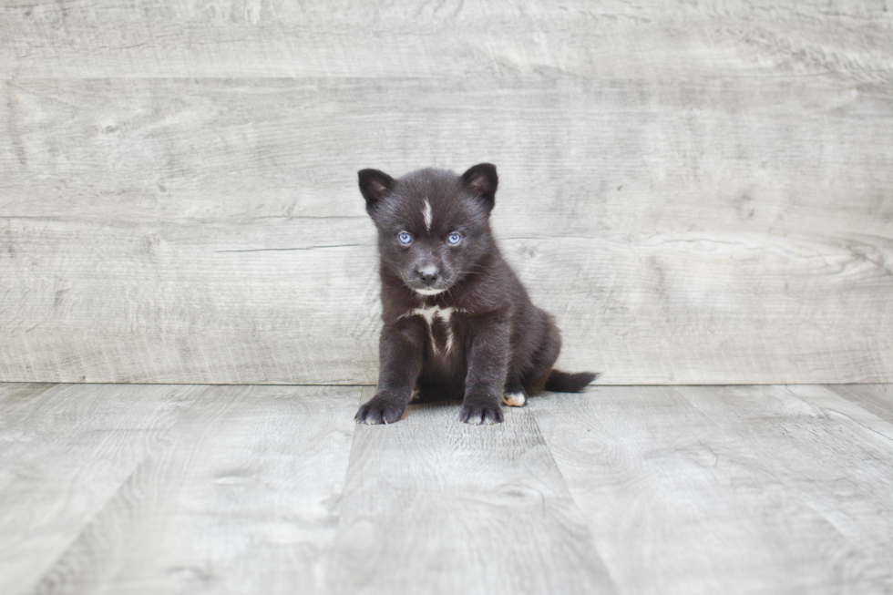 Small Pomsky Baby