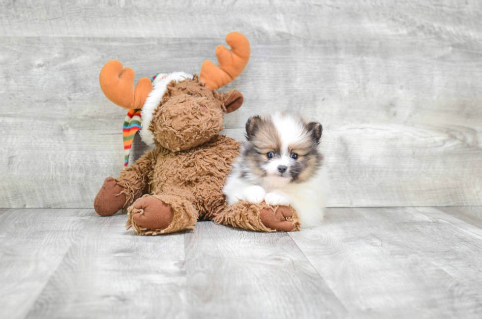 Friendly Pomeranian Purebred Pup