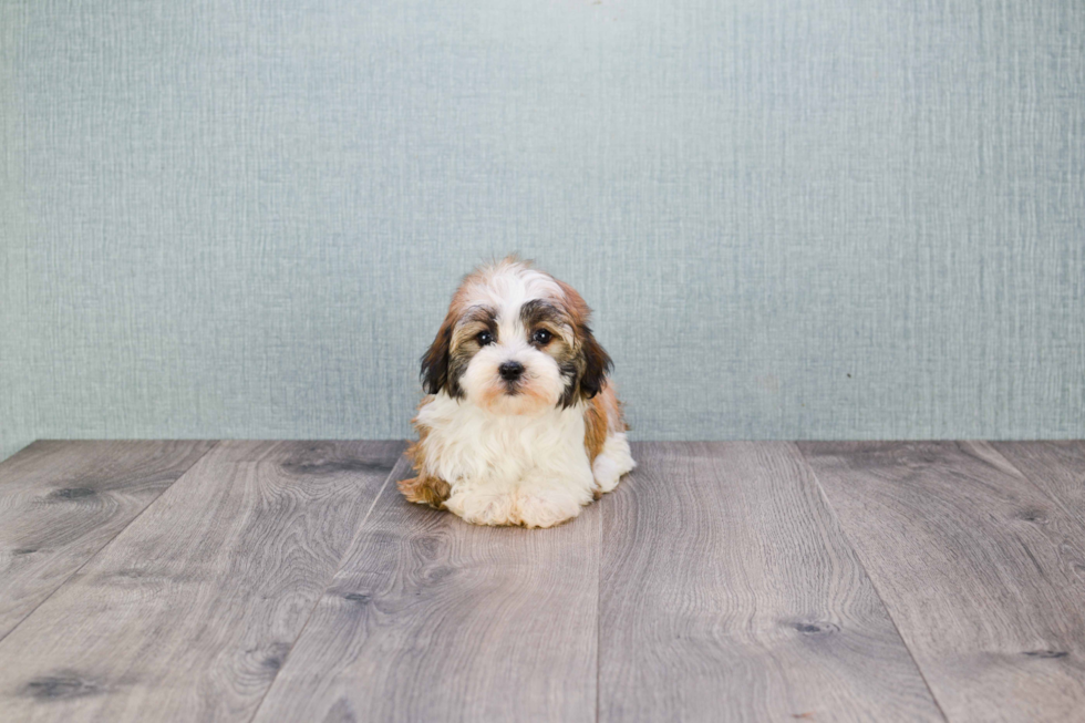 Havanese Pup Being Cute