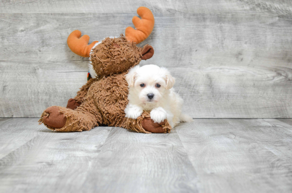 Friendly Maltipoo Baby