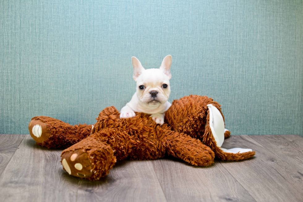 Smart Frenchie Purebred Puppy